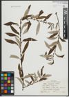 Foto von Salix argyracea E. L. Wolf